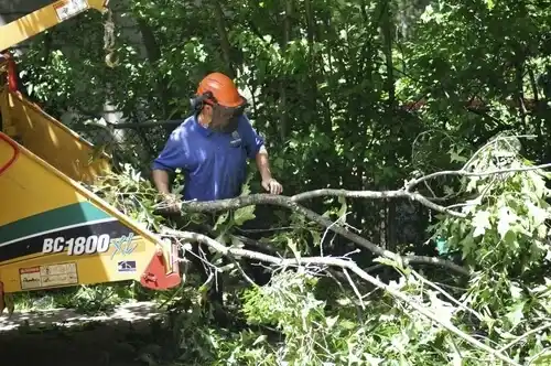 tree services Moraine